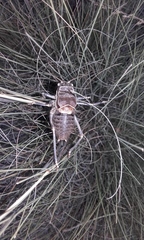 Pycnogaster valentini