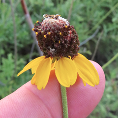 Ratibida peduncularis