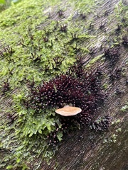 Ascocoryne trichophora