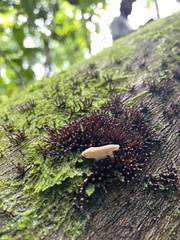 Ascocoryne trichophora