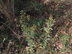 Pentanema squarrosum