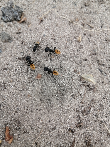Photo of Karoo Balbyter Ant (Camponotus fulvopilosus)