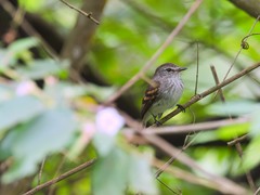 Myiophobus crypterythrus