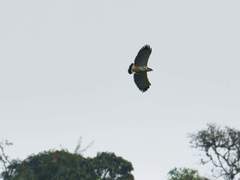 Pseudastur occidentalis