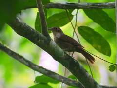 Automolus ochrolaemus