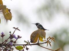 Chaetocercus berlepschi