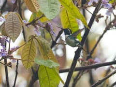 Chaetocercus berlepschi