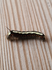 Acronicta cuspis