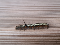 Acronicta cuspis