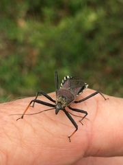 Rhynocoris erythrocnemis