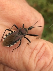 Rhynocoris erythrocnemis