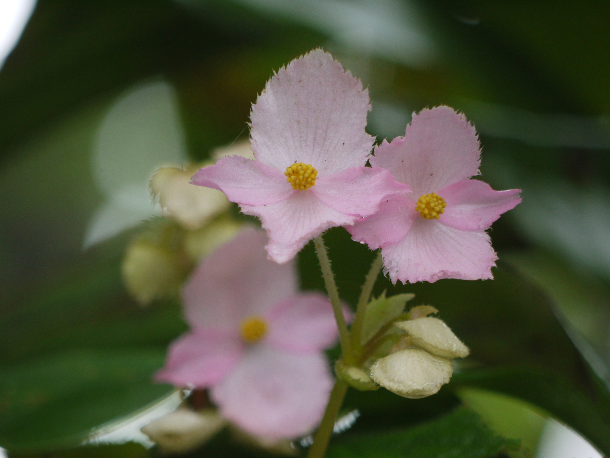 Begonia concanensis A.DC. Begonia concanensis A.DC.