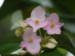 Begonia concanensis