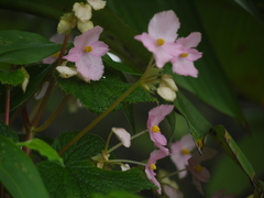 Begonia concanensis