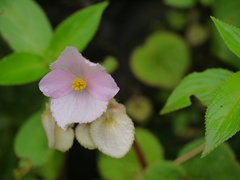 Begonia concanensis