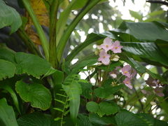 Begonia concanensis