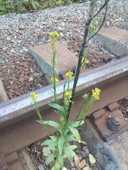Erysimum marschallianum