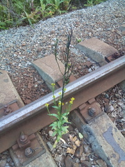 Erysimum marschallianum