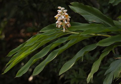 Alpinia hainanensis