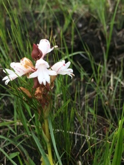 Satyrium sphaerocarpum