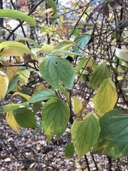 Cornus