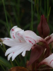 Satyrium sphaerocarpum