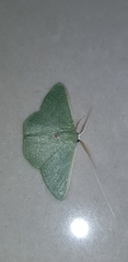 Xenochlorodes olympiaria