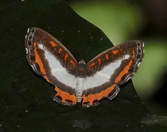 Nymphidium plinthobaphis