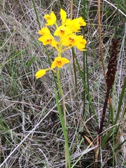 Eulophia odontoglossa