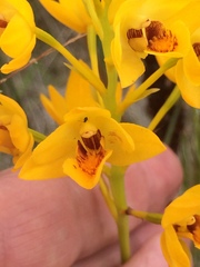 Eulophia odontoglossa
