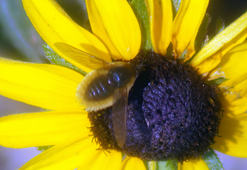 Grasshopper bee fly photo 4