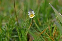 Viola arvensis