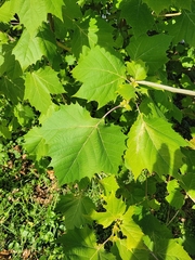 Platanus occidentalis