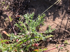 Lessingia germanorum