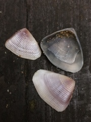 Latona madagascariensis