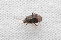 Charagochilus gyllenhalii