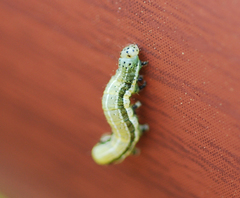 Orthosia angustipennis