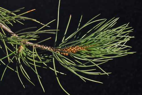 Arizona Singleleaf Pinyon