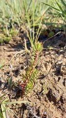 Laurembergia repens