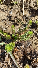Laurembergia repens