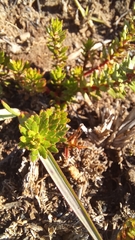 Laurembergia repens