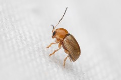 Cryptocephalus ochroleucus