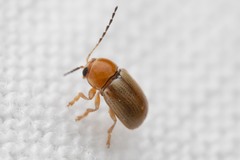 Cryptocephalus ochroleucus