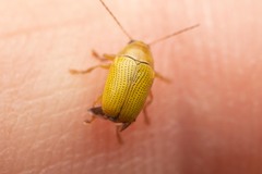 Cryptocephalus sulphureus