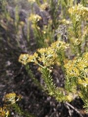Helichrysum hamulosum