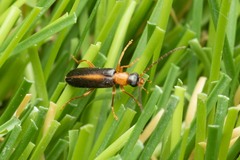 Xanthochroina auberti