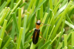 Xanthochroina auberti