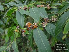 Glochidion lanceolatum