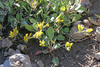 Manyhead Bladderpod - Photo (c) Andrey Zharkikh, some rights reserved (CC BY-NC), uploaded by Andrey Zharkikh