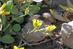 Physaria multiceps